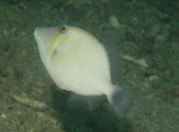 Triggerfish - Boomerang Triggerfish