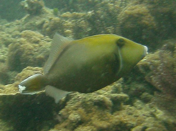 Triggerfish - Flagtail Triggerfish