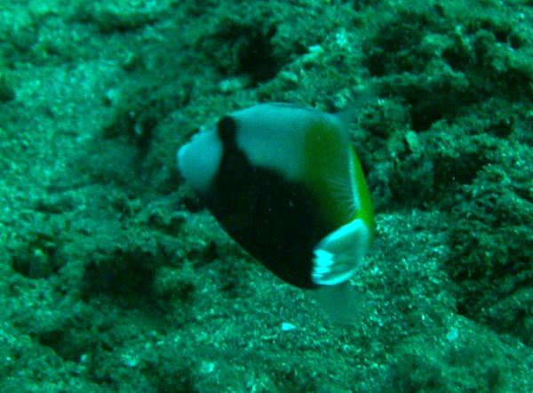 Triggerfish - Flagtail Triggerfish