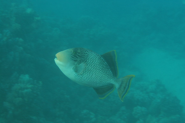 Triggerfish - Yellowmargin Triggerfish