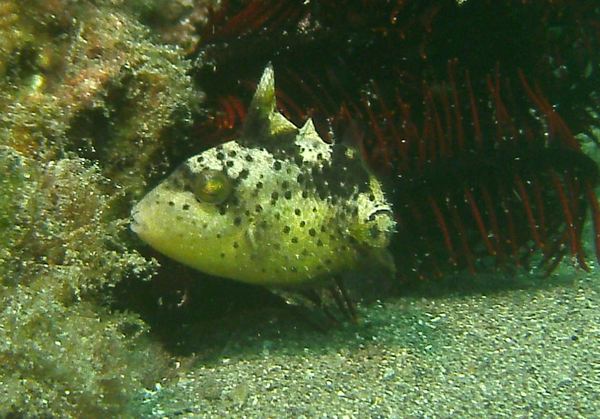 Triggerfish - Yellowmargin Triggerfish