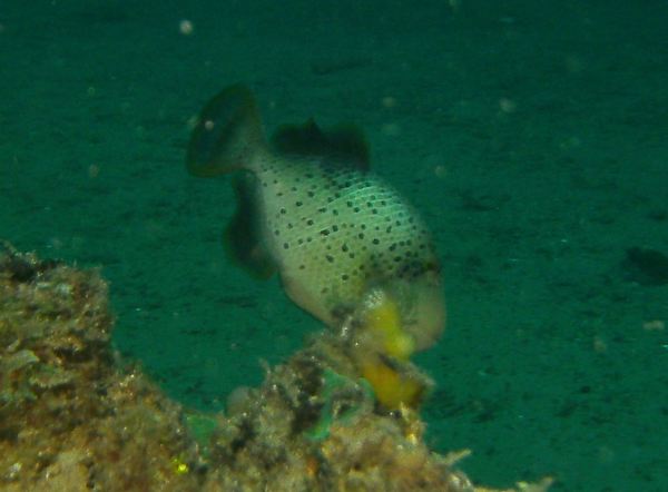 Triggerfish - Yellowmargin Triggerfish