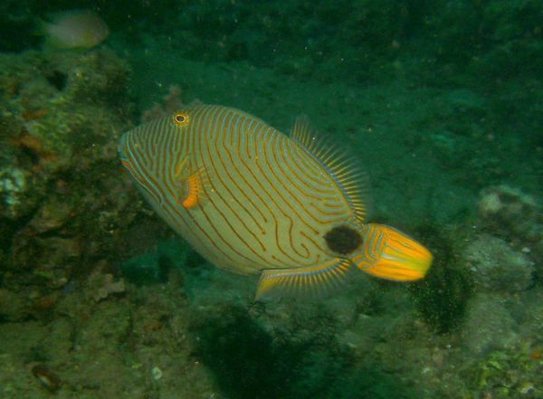 Triggerfish - Orange-striped Triggerfish