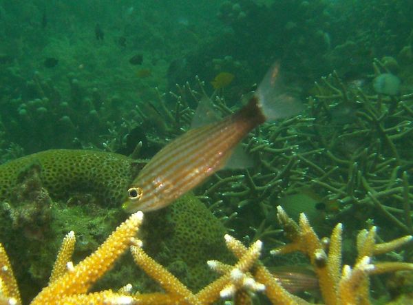 Cardinalfish - Wolf Cardinalfish