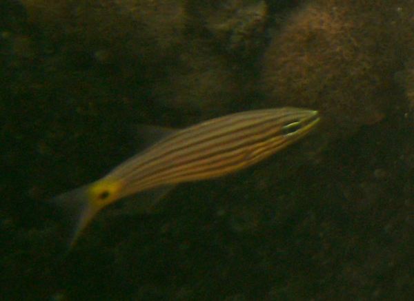 Cardinalfish - Wolf Cardinalfish