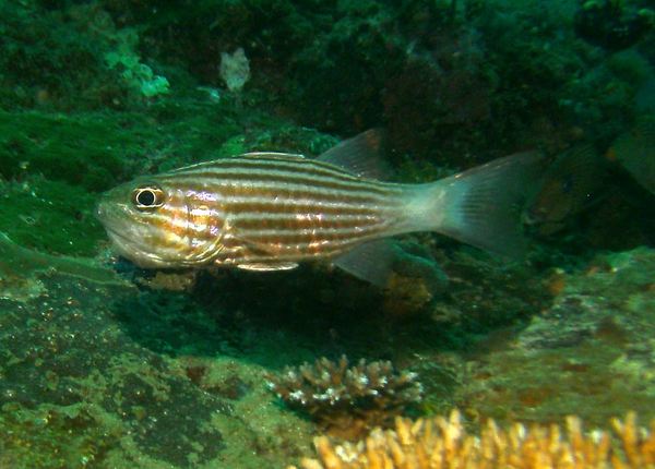 Cardinalfish - Tiger Cardinalfish