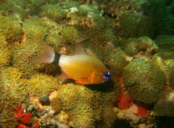 Cardinalfish - Ring-tailed Cardinalfish