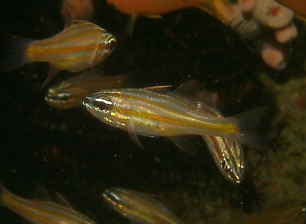 Cardinalfish - Yellow-striped Cardinalfish