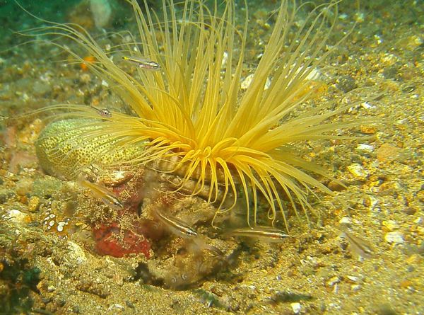 Cardinalfish - Tiny Cardinalfish