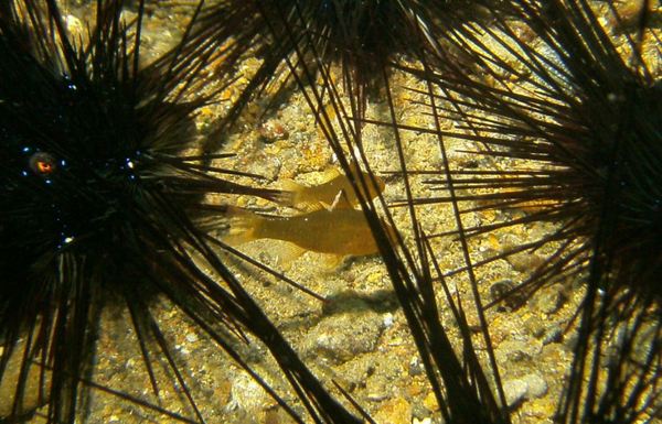 Cardinalfish - Frostfin Cardinalfish