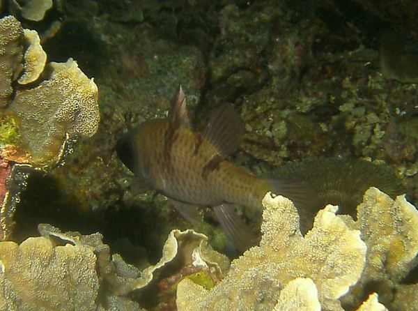 Cardinalfish - Threespot Cardinalfish