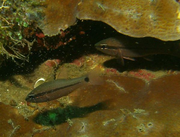 Cardinalfish - Bridled Cardinalfish