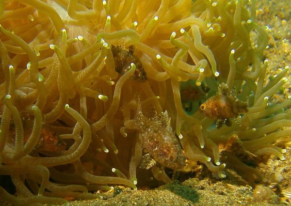 Cardinalfish - Weedy Cardinalfish