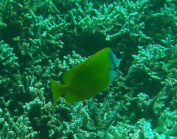 Rabbitfish - Foxface Rabbitfish