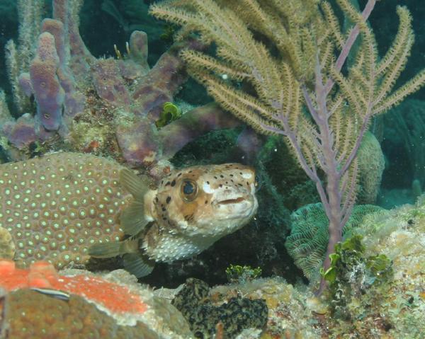 Porcupinefish - Balloonfish