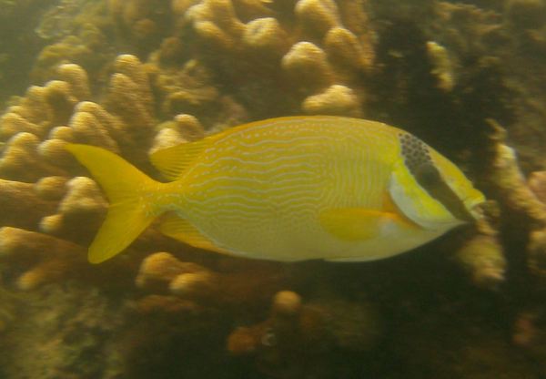 Rabbitfish - Masked Rabbitfish