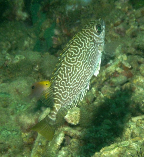 Rabbitfish - Scribbled Rabbitfish