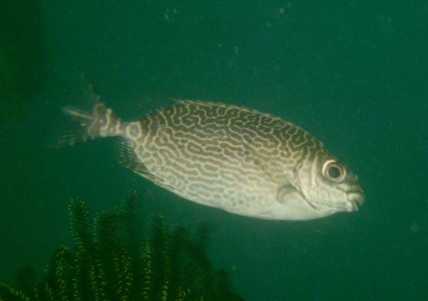 Rabbitfish - Scribbled Rabbitfish