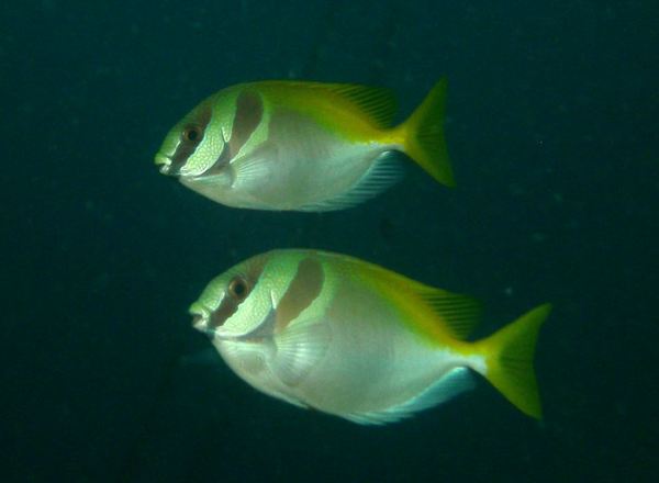 Rabbitfish - Virgate Rabbitfish