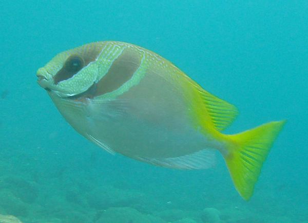 Rabbitfish - Virgate Rabbitfish