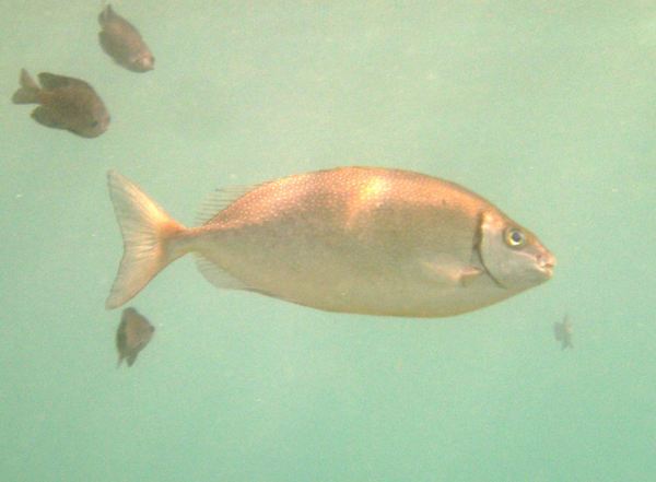 Rabbitfish - Pearlspotted Rabbitfish