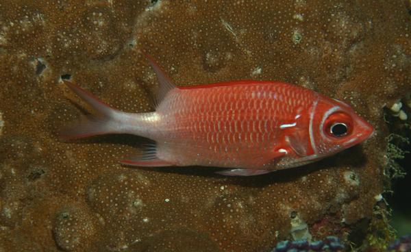 Squirrelfish - Silverspot Squirrelfish