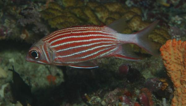 Squirrelfish - Crown Squirrelfish