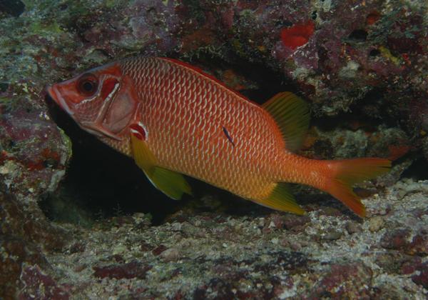 Squirrelfish - Long-jawed Squirrelfish