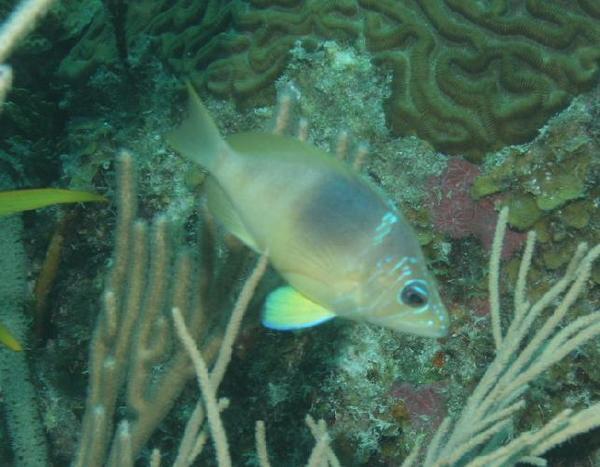 Hamlets - Barred Hamlet