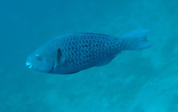 Parrotfish - Ember Parrotfish