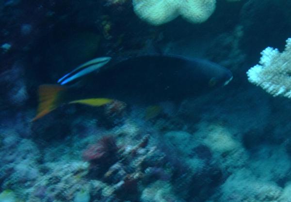 Parrotfish - Tricolour Parrotfish