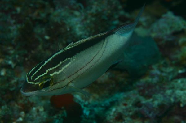 Breams - Two-lined Monocle Bream