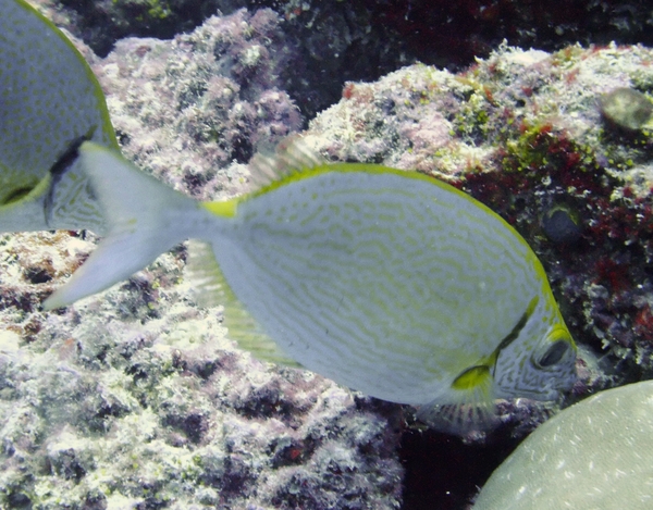 Rabbitfish - Streamlined Spinefoot