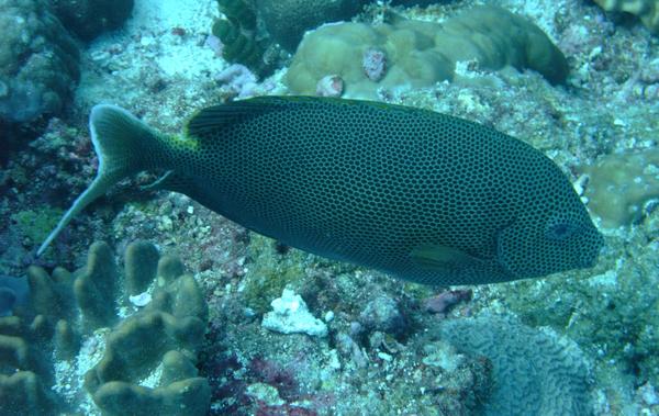 Rabbitfish - Stellate Rabbitfish