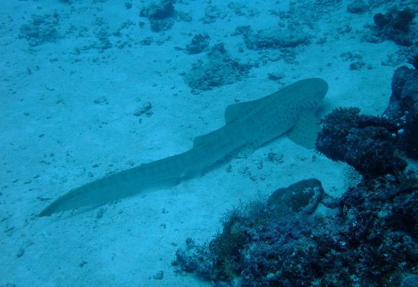 Sharks - Zebra Shark