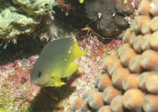 Damselfish - Beaugregory Damselfish