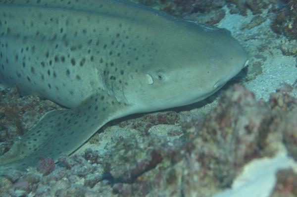 Sharks - Zebra Shark