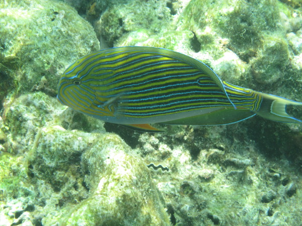 Surgeonfish - Lined Surgeonfish