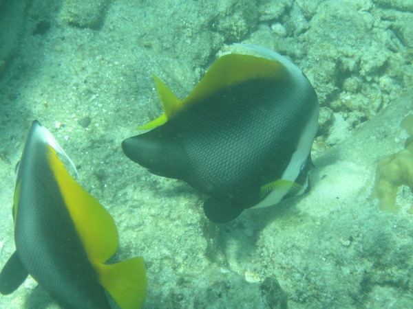 Butterflyfish - Singular Bannerfish