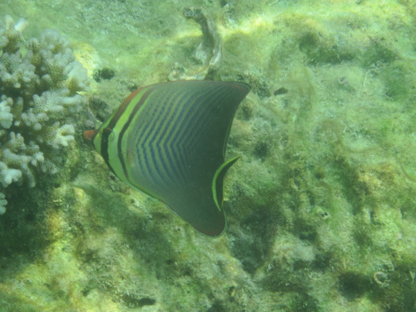 Butterflyfish - Triangle butterflyfish