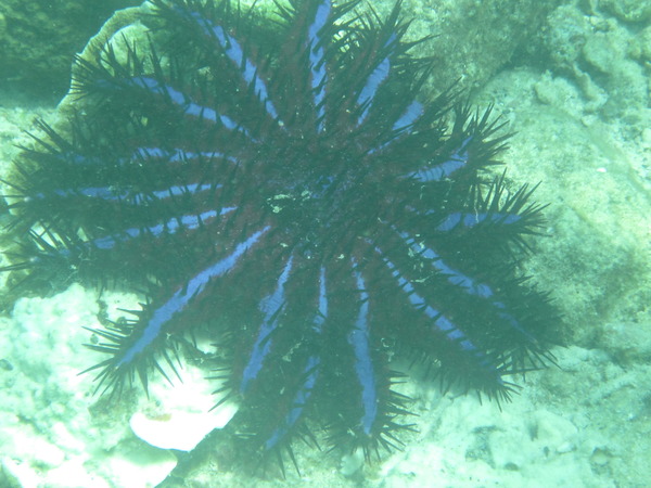 Starfish - Crown of Thorn Starfish