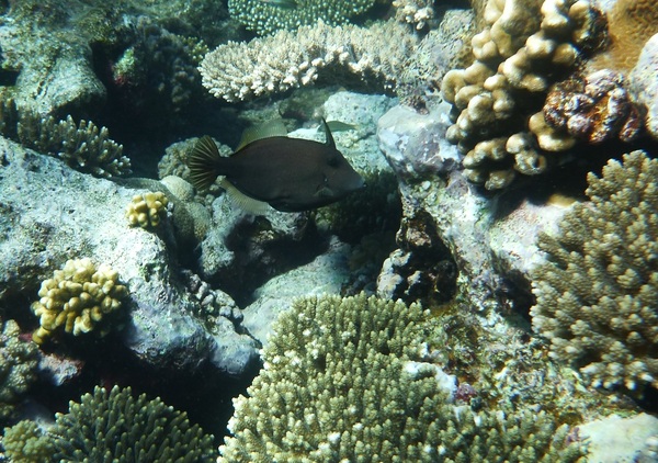 Filefish - Honeycomb filefish