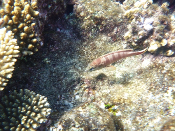 Groupers - Blacktip Grouper