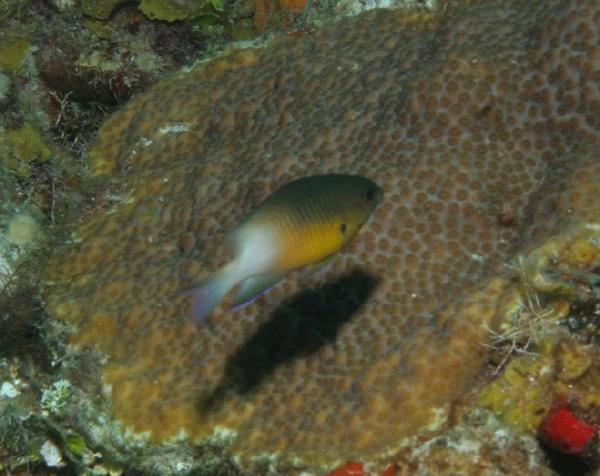 Damselfish - Bicolor Damselfish