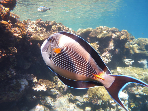 Surgeonfish - Sohal Surgeonfish