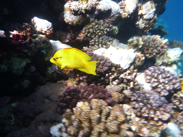 Wrasse - Slingjaw Wrasse