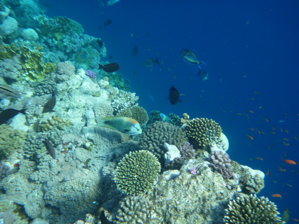 Wrasse - Slingjaw Wrasse