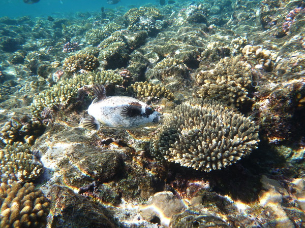 Pufferfish - Masked Puffer