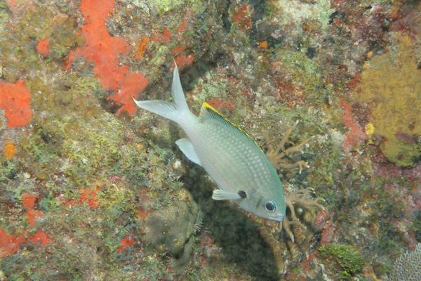 Damselfish - Brown Chromis