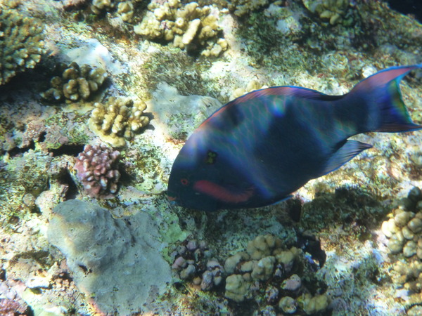 Parrotfish - Swarthy Parrotfish